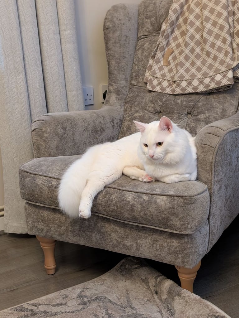 Beautiful Siberian white long hair male cat
