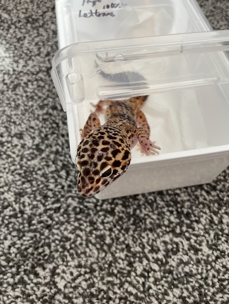 Leapord Gecko and Vivarium 
