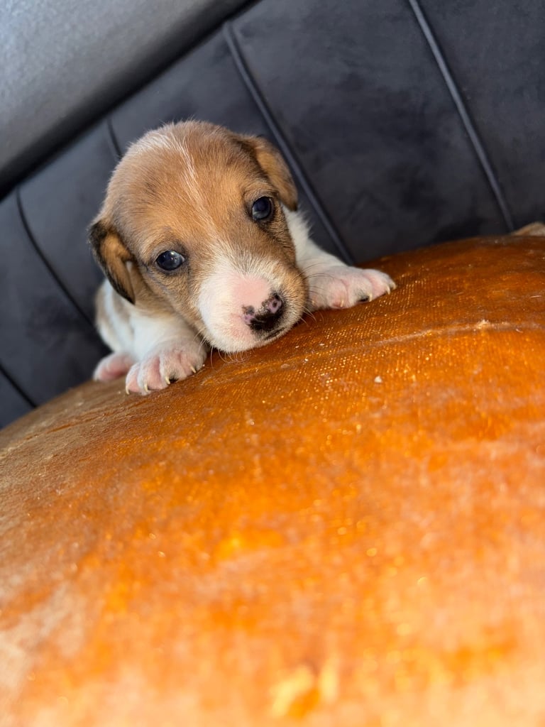 Two gorgeous Jack Russell puppies left