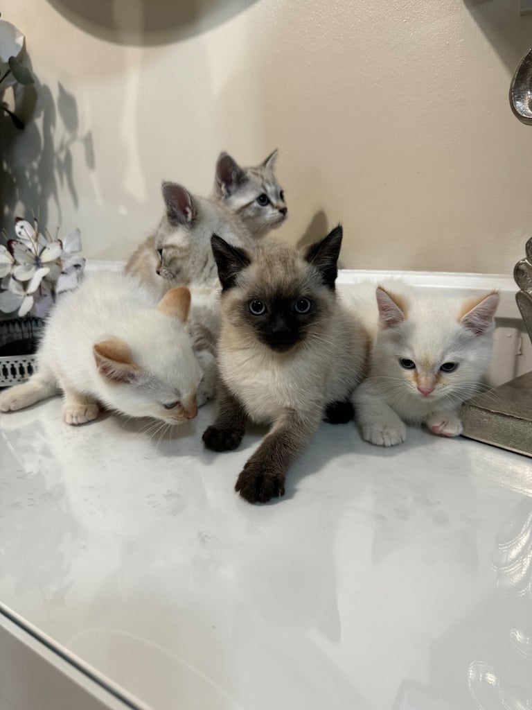 Unique shorthair kittens 