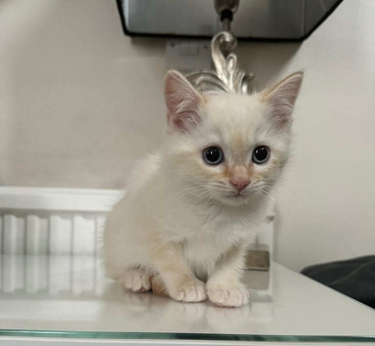 Flame point shorthair kittens 