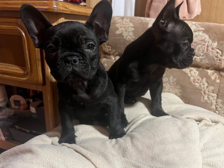 2 black french buldogs
