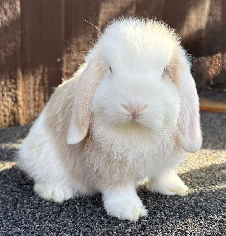 Lilac Harli mini lop buck/boy