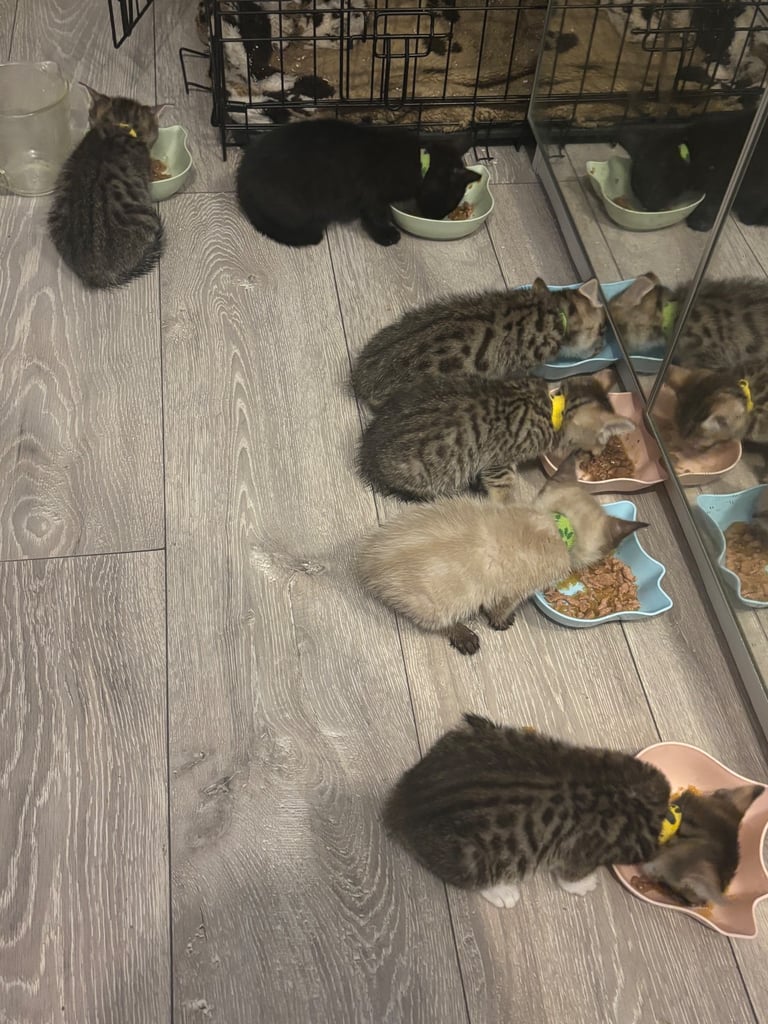 Tabby Kitten for sell