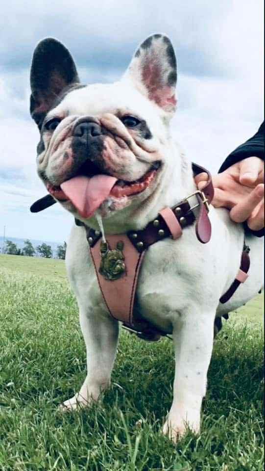 Minibull bulldog puppies 