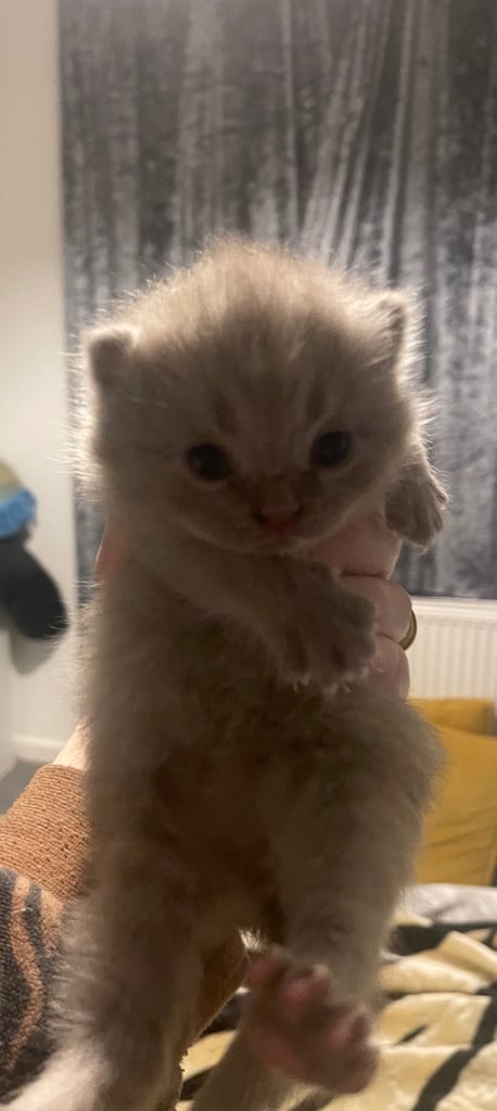 British shorthair kittens 