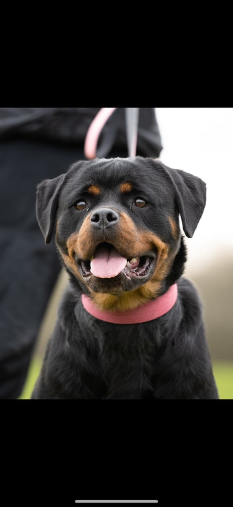 Female Rottweiler 
