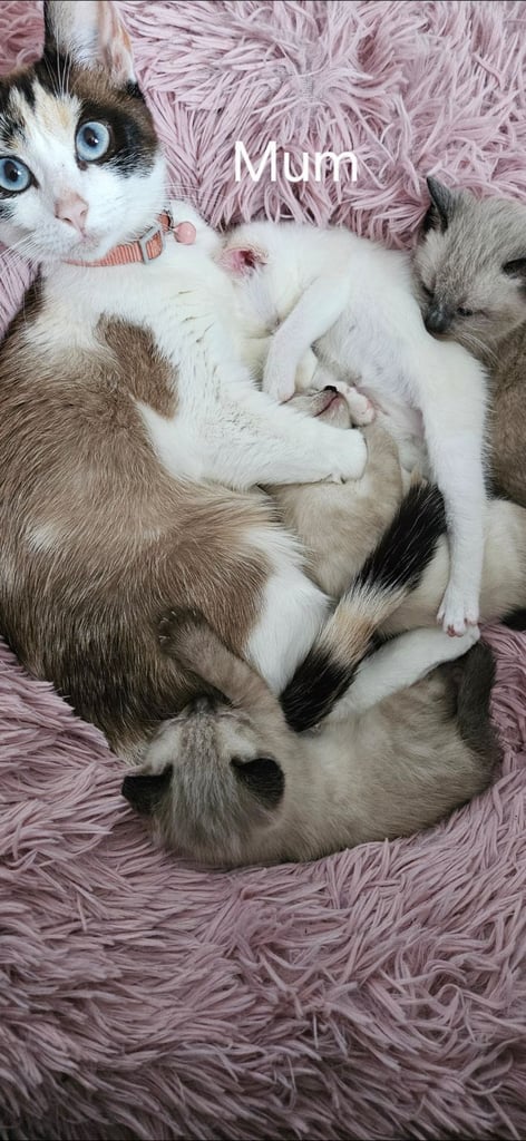 Stunning blue eyed, part pedigree kittens