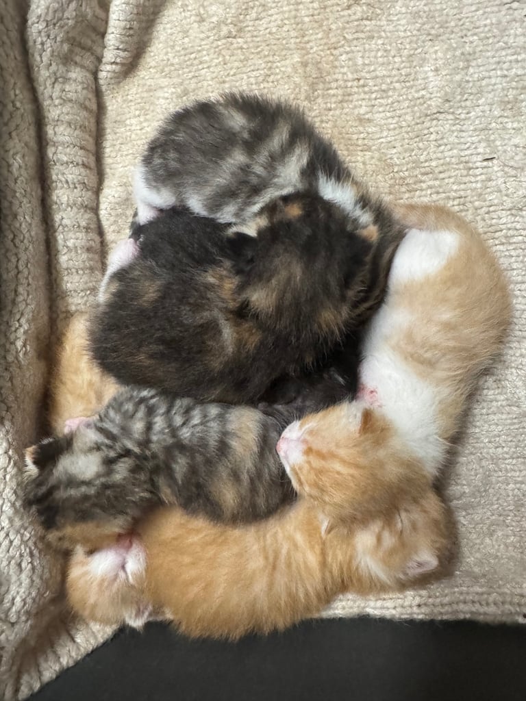 6 beautiful kittens ready to go 