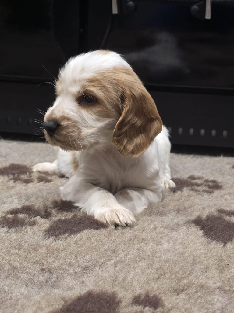Show Cocker Spaniel Puppies 