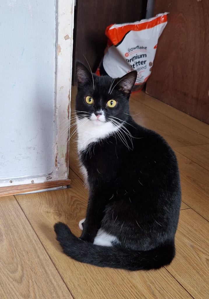 2 female cats 2year and 8months 