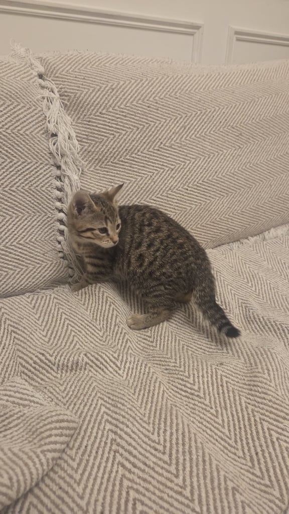 Bengal Mixed Kittens 