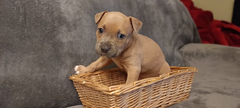 Staffy Puppy Staffordshire Bull Terrier Fawn Staffy Bull Peis