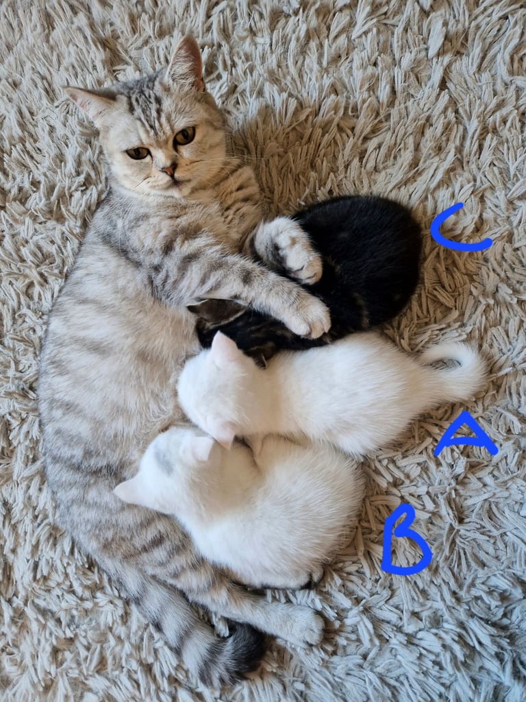 Beautiful British shorthair cross kittens 