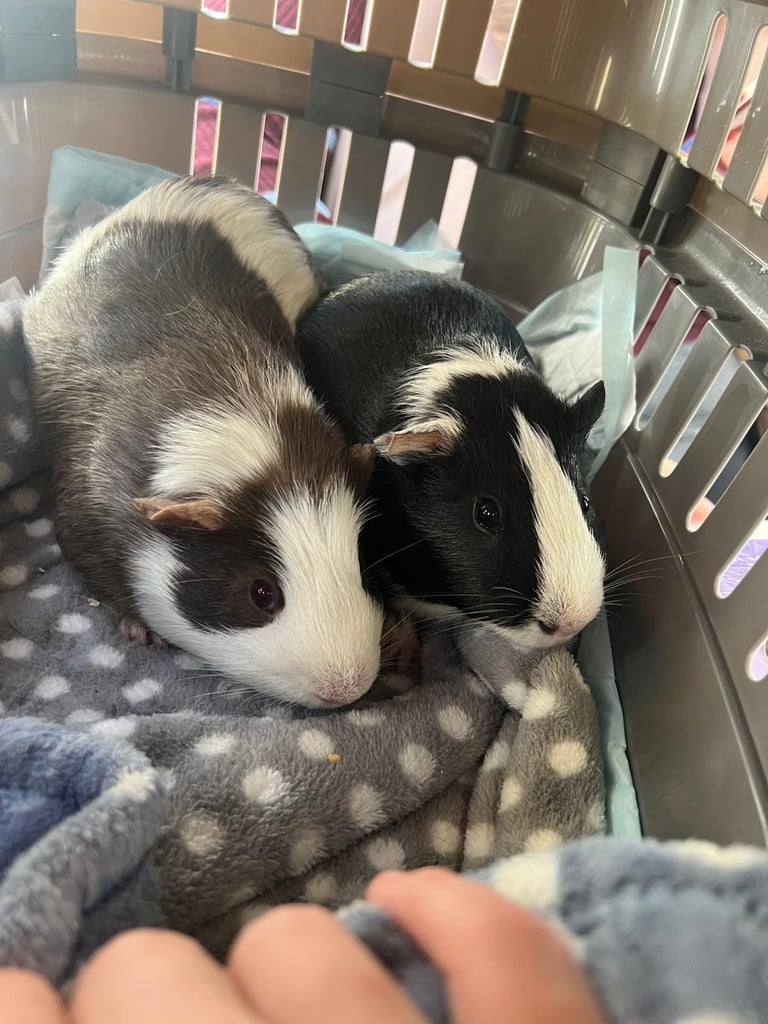 image for 2 male Guinea pigs 