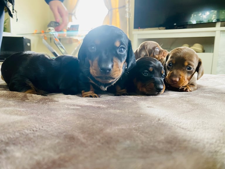 Miniture dachshunds 