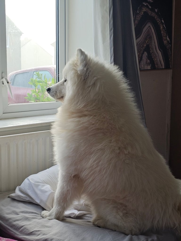Samoyed dog