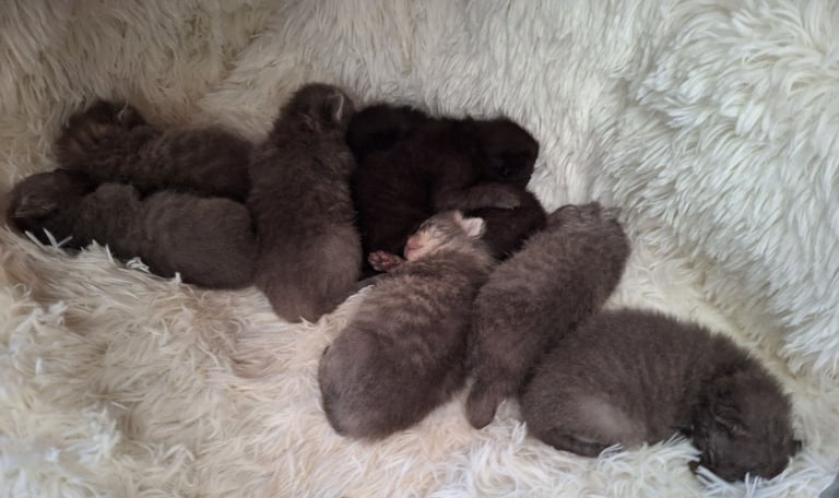 Kittens for sale -ready 9/16th December