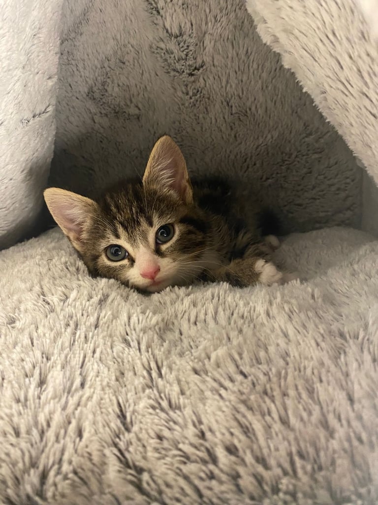 Cute Kitten Ready For A New Home 🏡
