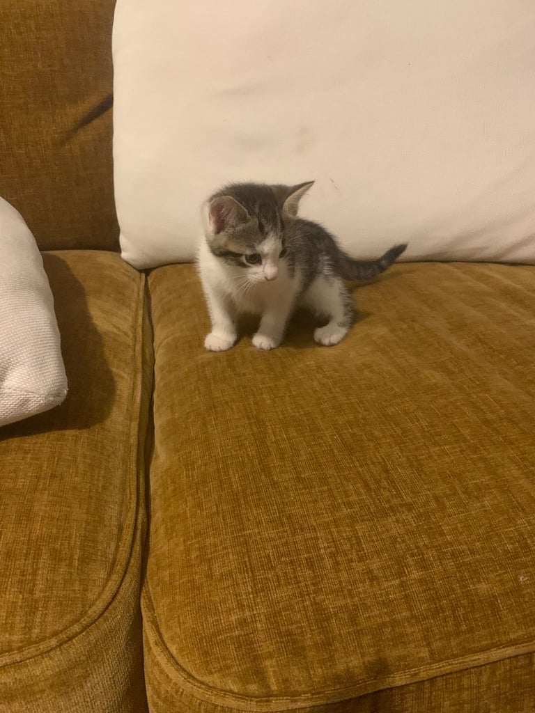 Traditional short hair kittens 