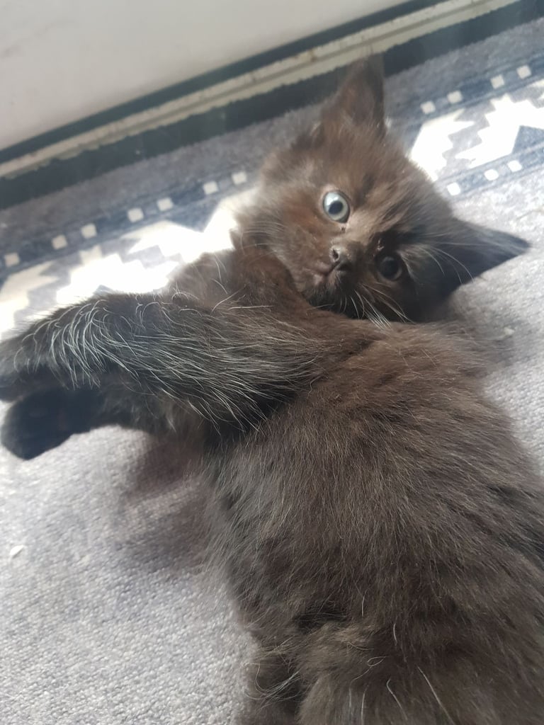 kittens for sale