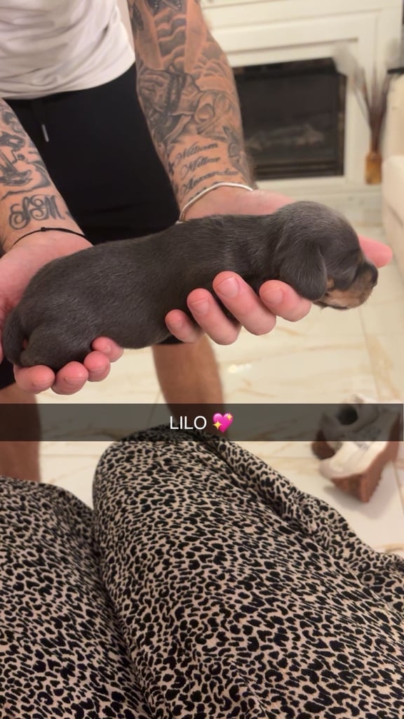 Miniature dachshund for sale £1200