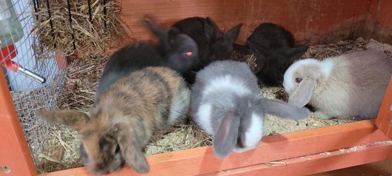 image for Mini lop rabbits  ready now 