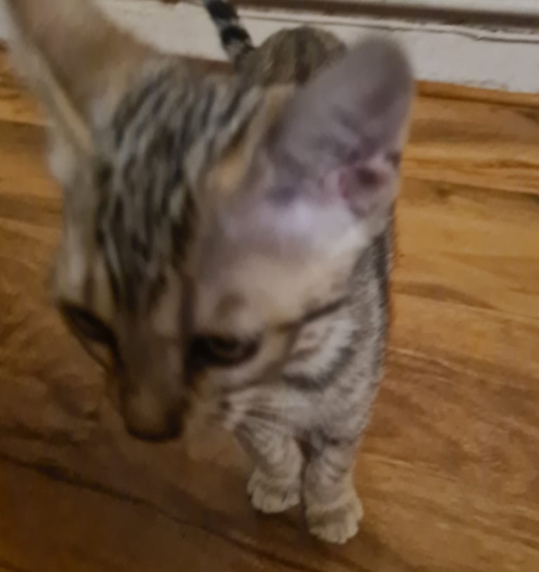 Ex Bengal Kitten