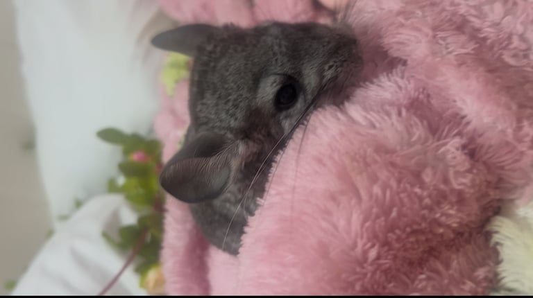 Baby chinchillas for sale 