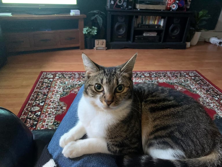 Two Cats for Rehome/Sale