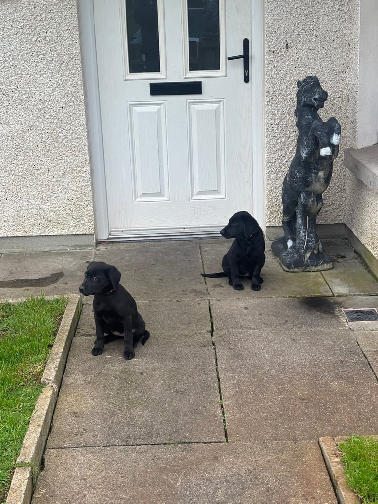 Labrador puppies 