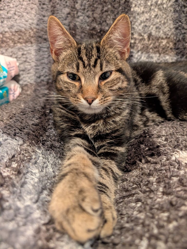 2 beautiful brothers 