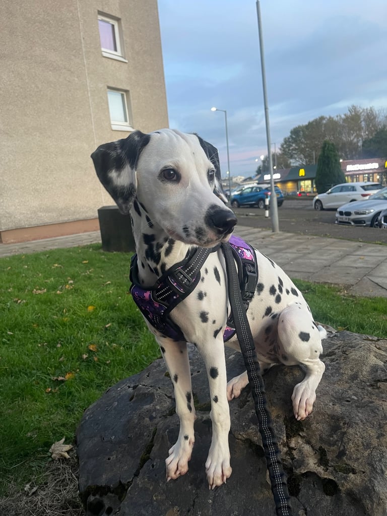 Puppy