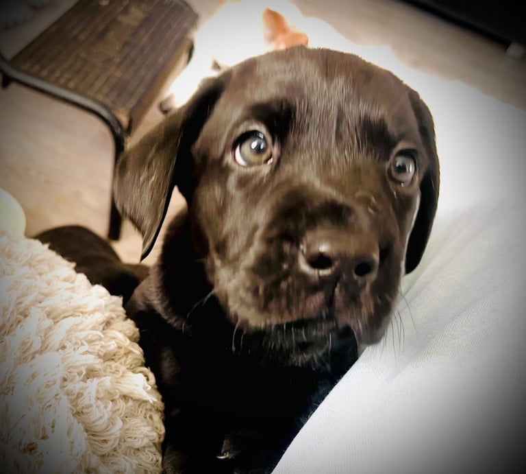 8 superb kc reg Labrador puppies ( 6 days and your pup can come home!!)—