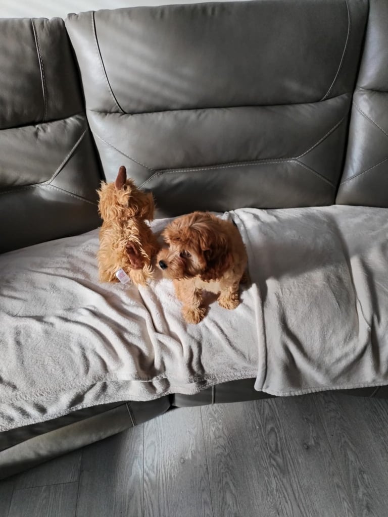 Cavapoos 