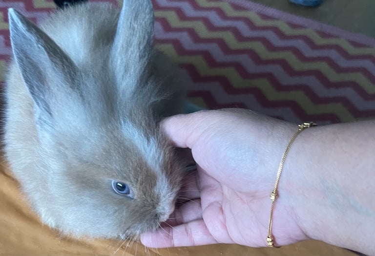 image for Selling Beautiful Blue eyed baby bunnies in pairs! Manchester based