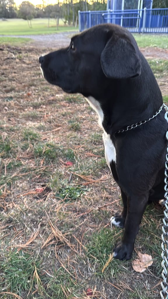 image for Lab x terrier rehome me 