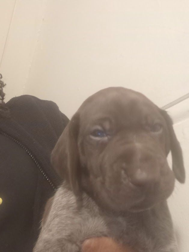 image for Amazing Pointer Puppies For Sale Excellent Pedigree (
