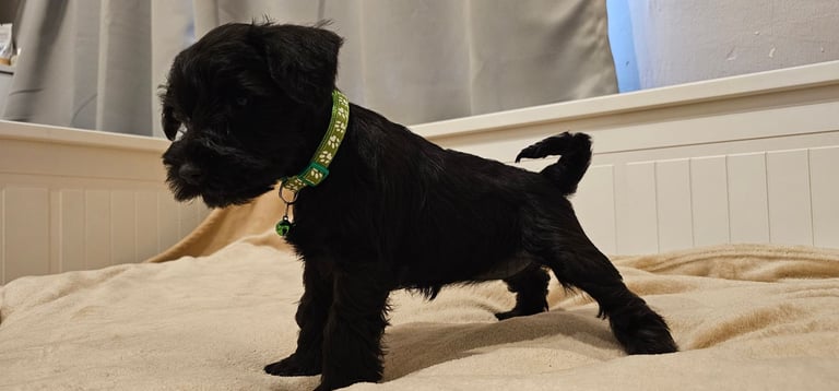 Miniature Schnauzer Puppies - 7 Adorable Girsl waiting for a loving forever homes. 