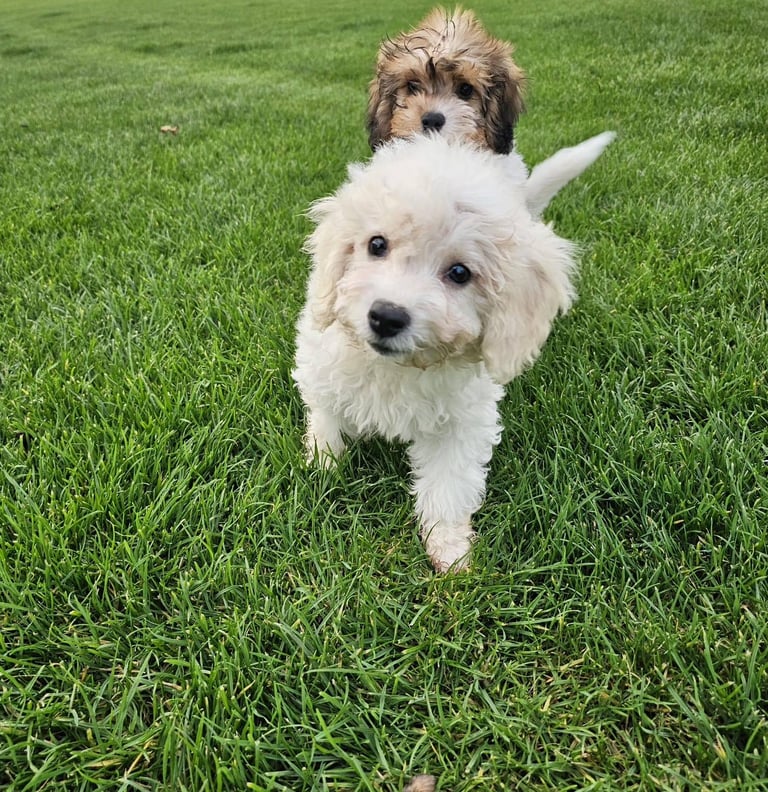 image for Cavachon puppies 