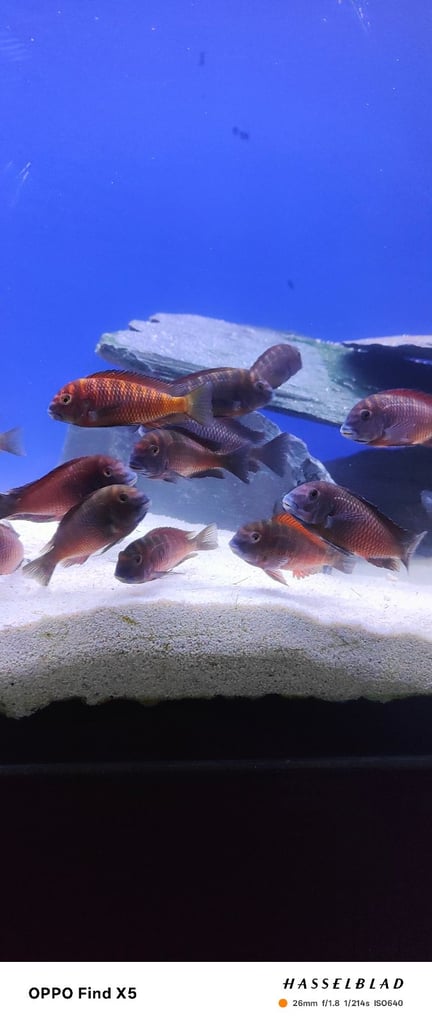 Tropheus Moorii X10 £150 must go together 