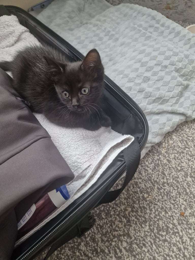 One black 3 black and white 