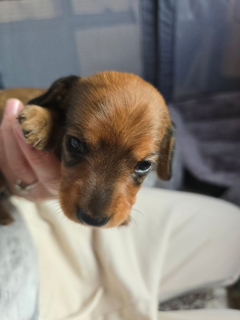 Miniature Dachshunds Seeking Forever Homes 
