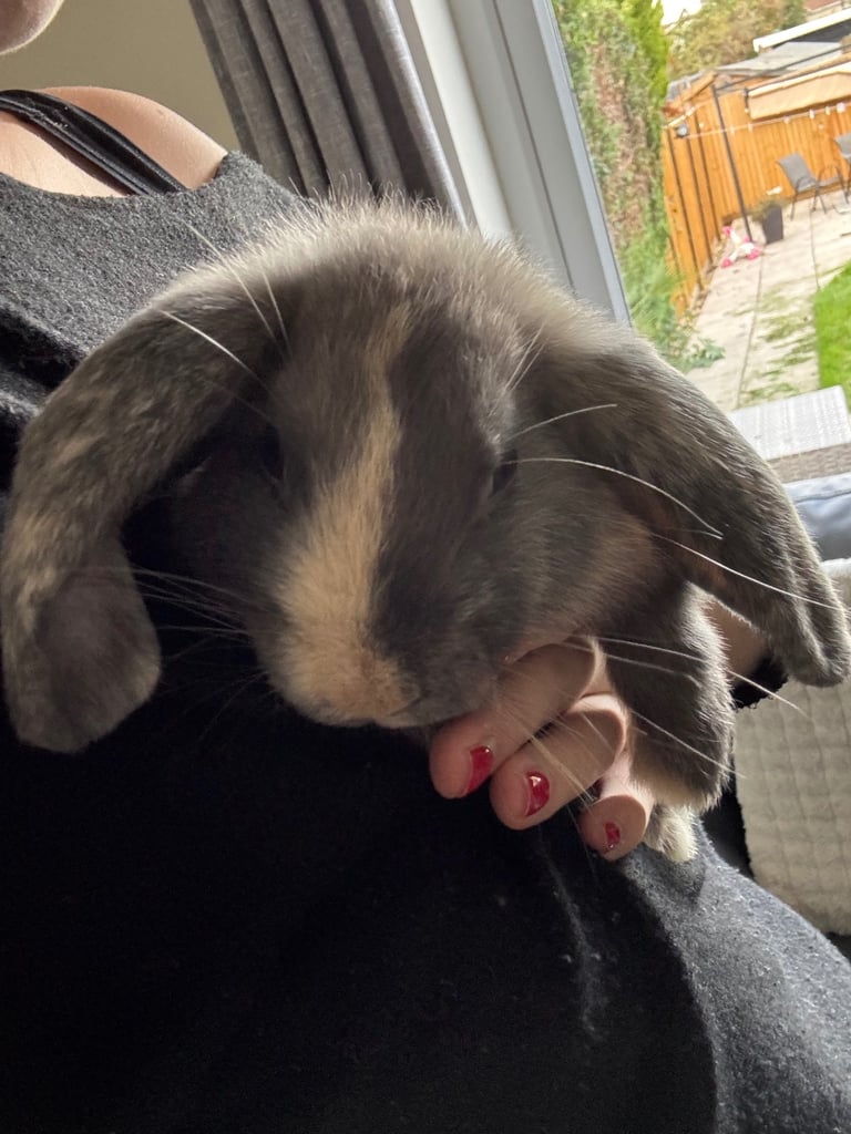 2 female house rabbits 