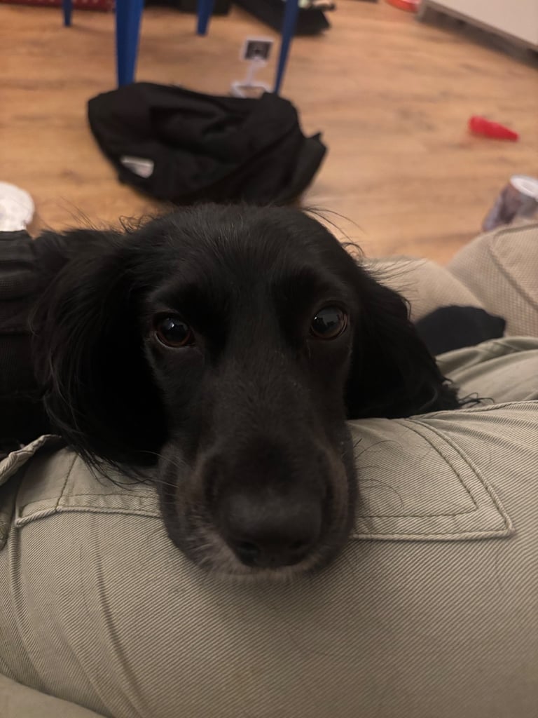 Beautiful black and white cocker spaniel 