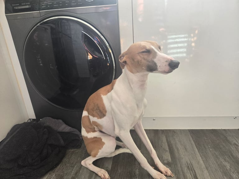 Whippet pups for sale 