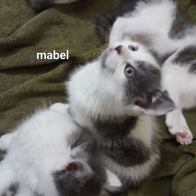  Bi colour white and blue kittens siamese/british shorthair/mix