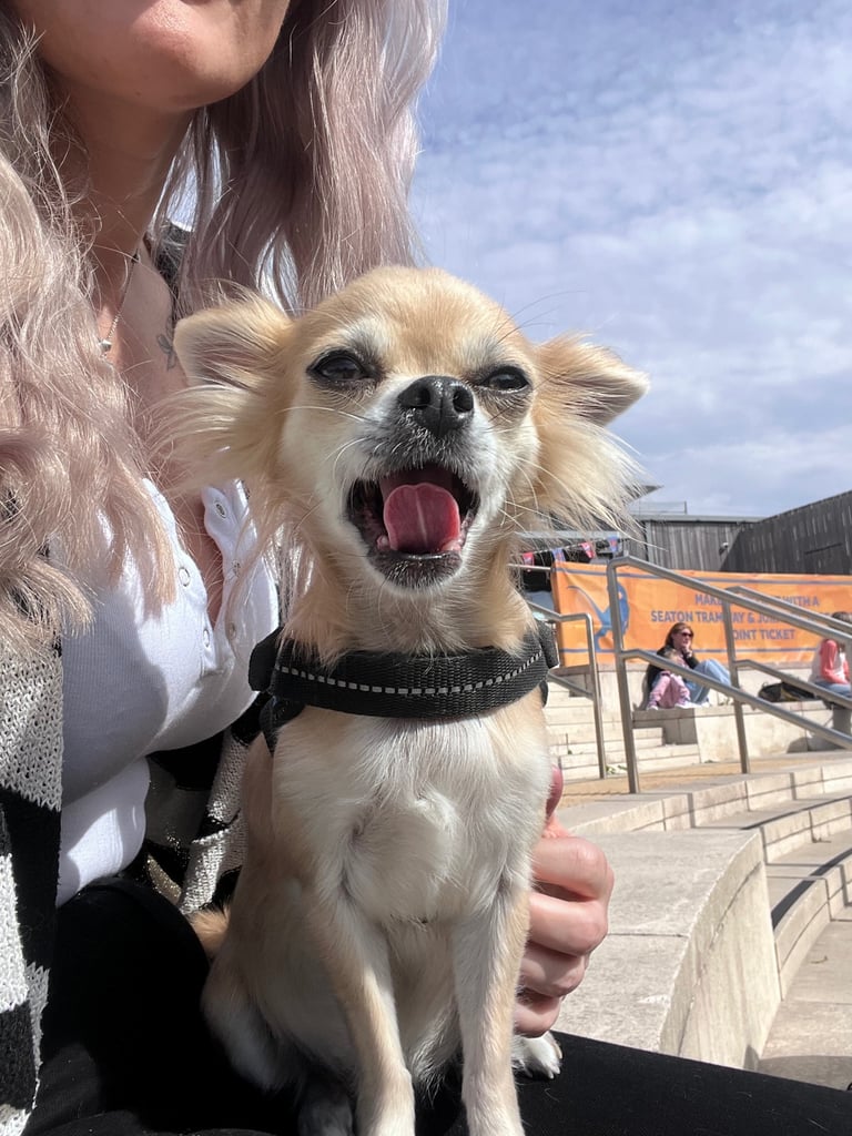Pomchi 