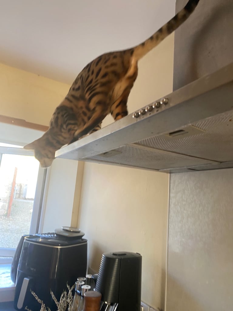 Bengal cat 