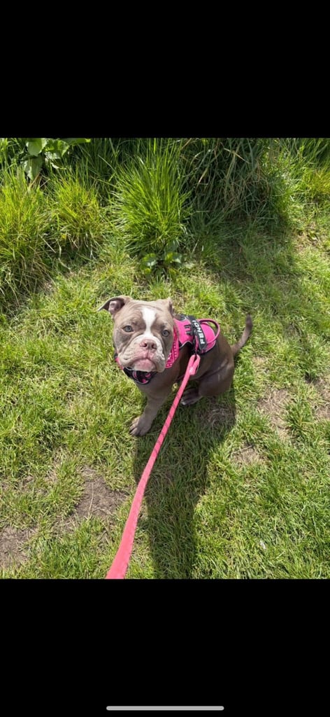 image for English bulldog